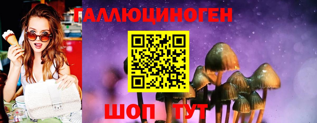 Псилоцибиновые грибы Psilocybe Гусев